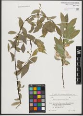 Foto von Salix pycnostachya Andersson